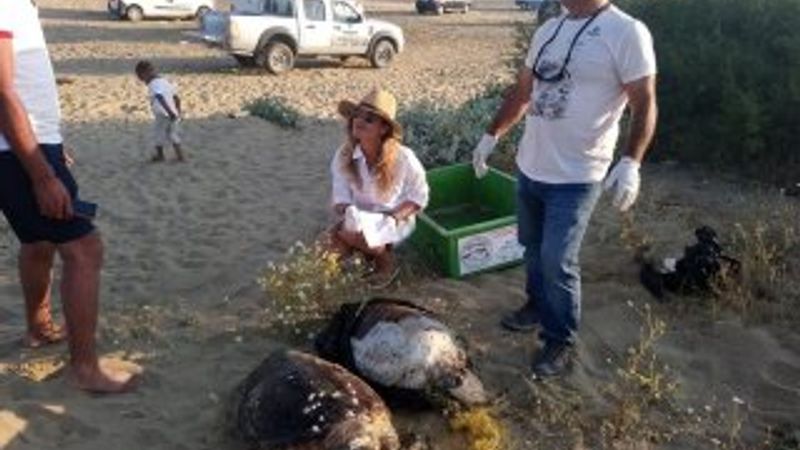 Misinaya dolaşan iki caretta caretta öldü