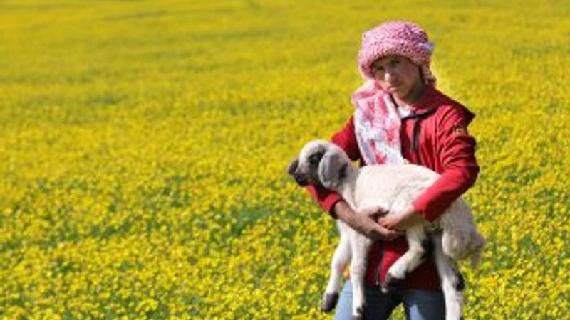 Van düzlükleri sarı çiçeklere büründü