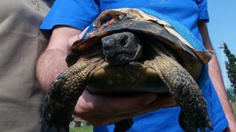 'Şanslı' kaplumbağa, yapay kabuğuyla hayata tutundu
