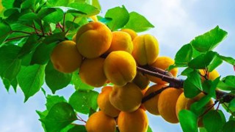 Iğdırspor'un kayısı paylaşımı olay yarattı