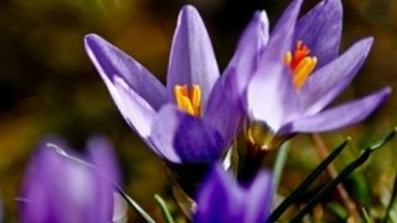 Son 250 yılda 600'a yakın bitki türünün nesli tükendi