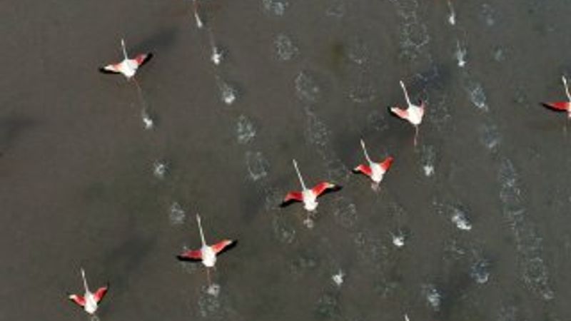 Tuz Gölü'nde flamingoların görsel şöleni