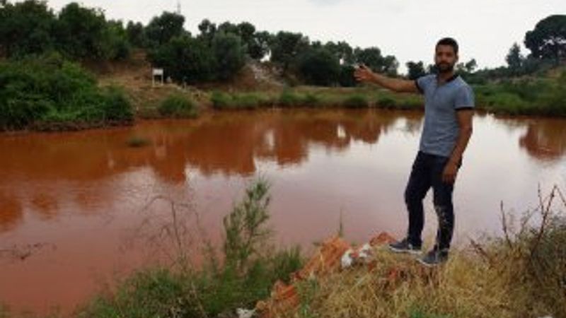 Aydın'da canını hiçe sayıp yavru köpekleri kurtardı
