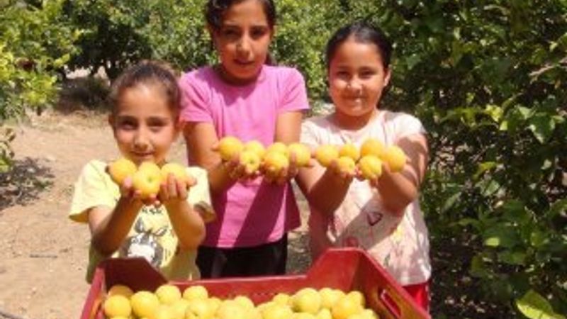 Malatya'da kayısı hasadı başlıyor