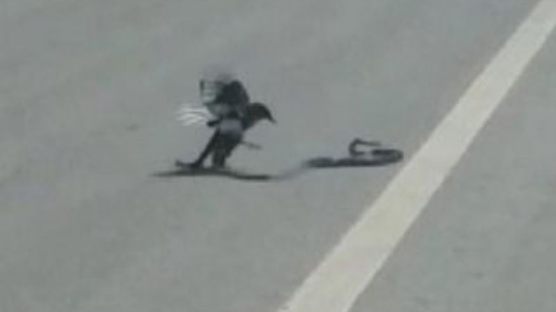 Saksağan yılanı avladı