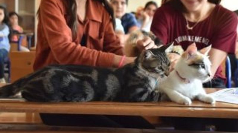 Adıyaman’da iki kedi karne aldı
