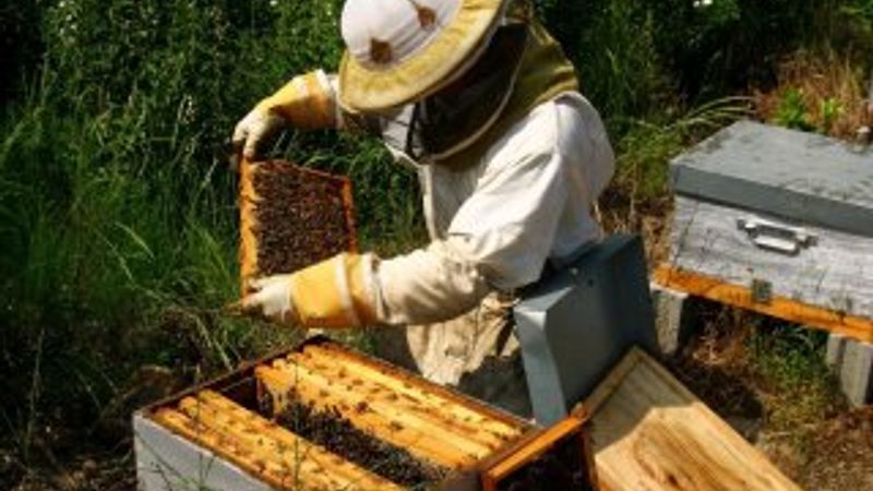 AB, arıcılık sektörüne mali destek verecek