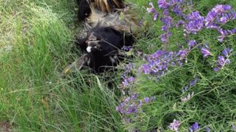 Tunceli'de kurtlar, 42 keçiyi telef etti