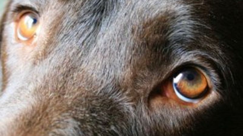 Köpeklerin masum bakışlarının altında yatan gerçek