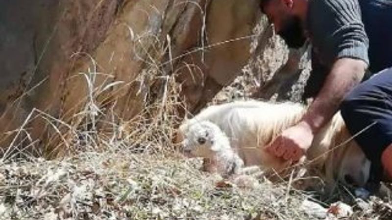 Kayıp genç, otobüsün bagaj kapağı çarpınca Munzur'a düştü