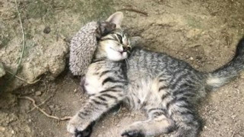 Yavru kedi ve kirpinin şaşırtan dostluğu