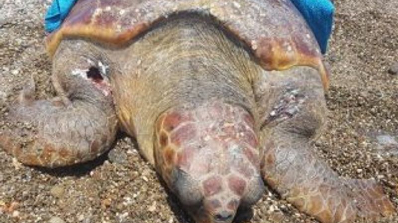 Antalya'da caretta caretta tüfekle vurularak öldürüldü