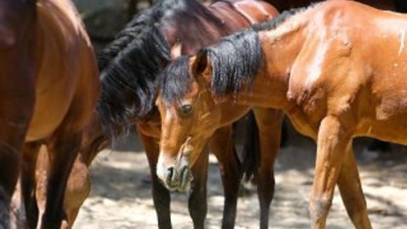 Faytonlardan çekilen atlara özel ilgi