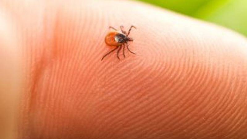 Kene ısırığından korunmanın yolları