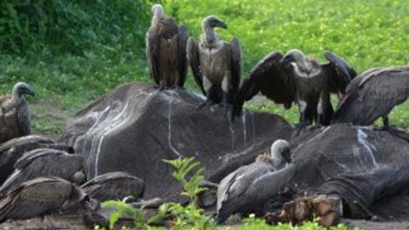 Botswana’da yüzlerce akbaba zehirlenerek öldürüldü