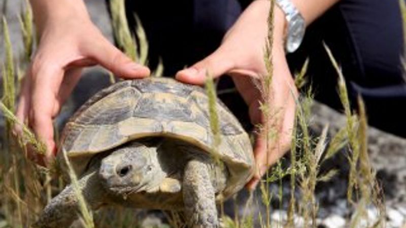 Jandarmadan kaplumbağa devriyesi