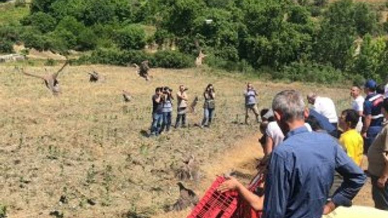 Balıkesir'de bin kadar keklik doğaya salındı