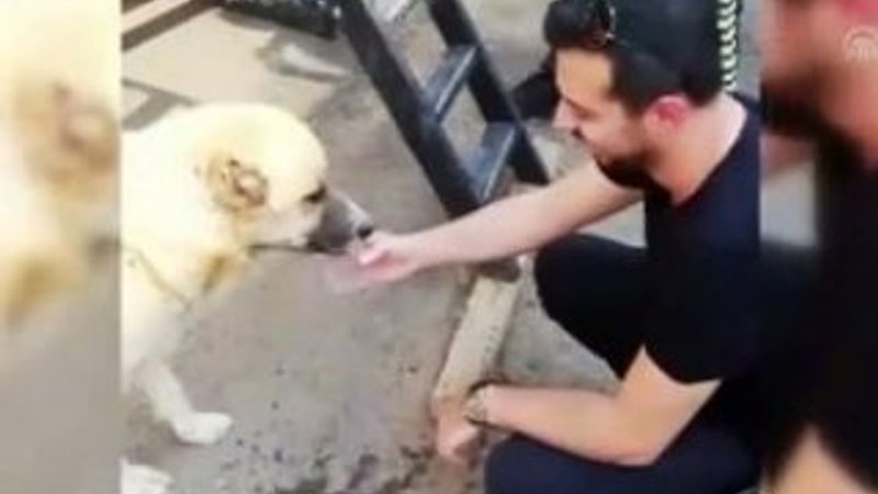 Polis susayan köpeğe su içirdi