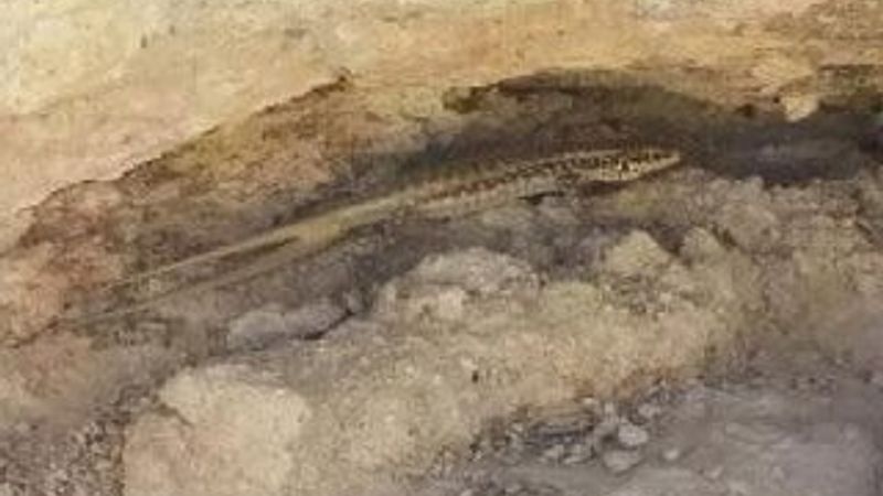 Batman'da 'çift kuyruklu' kertenkele görüntülendi