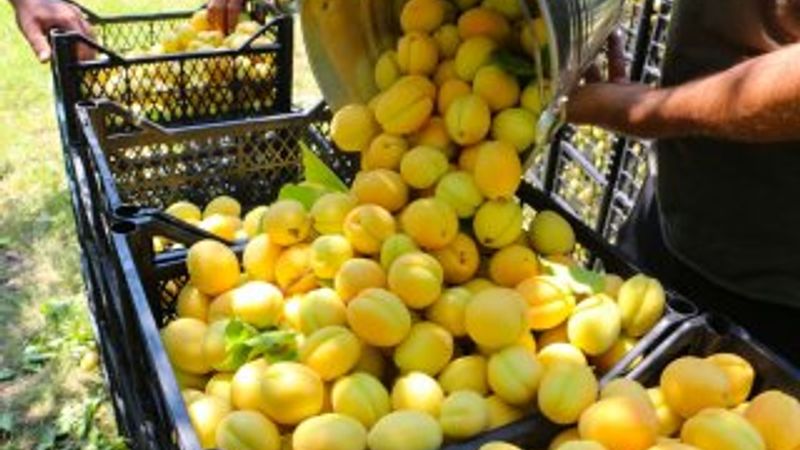 Doğu'nun Çukurovası Iğdır'da kayısı hasadı