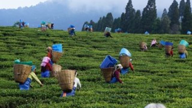 Kuru çaya yüzde 15 zam