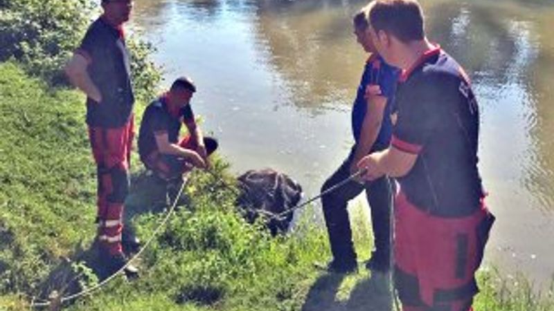 Bartın'da mahsur kalan mandaya operasyon