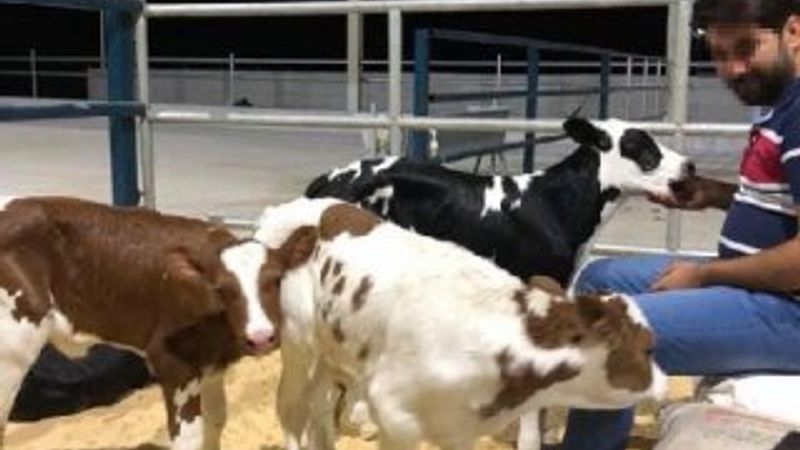 Aydın'da hayali ineklerden 10 milyonluk vurgun yaptı