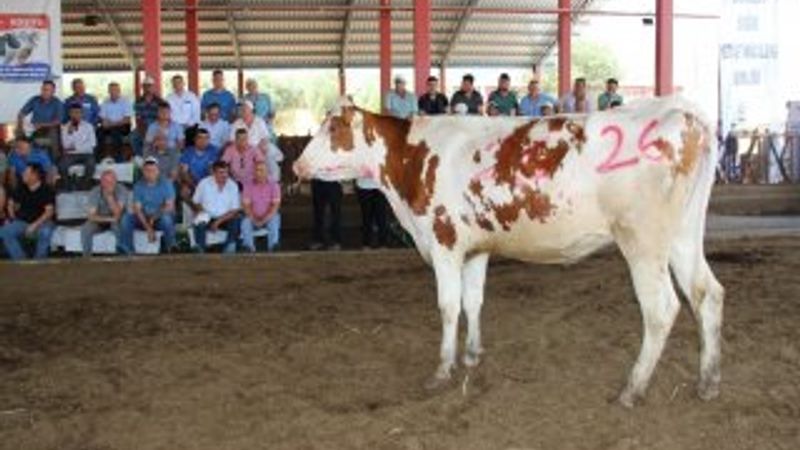 Aydın'da podyuma çıkan düveler satıldı