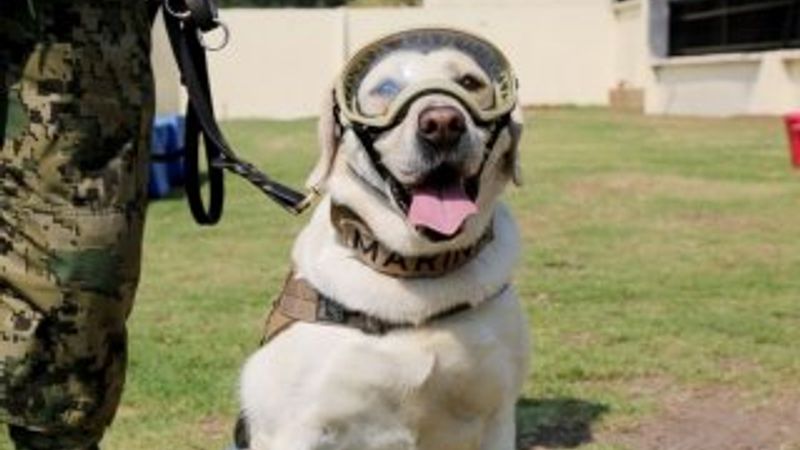 Meksikalıların kahramanı köpek Frida emekli oldu
