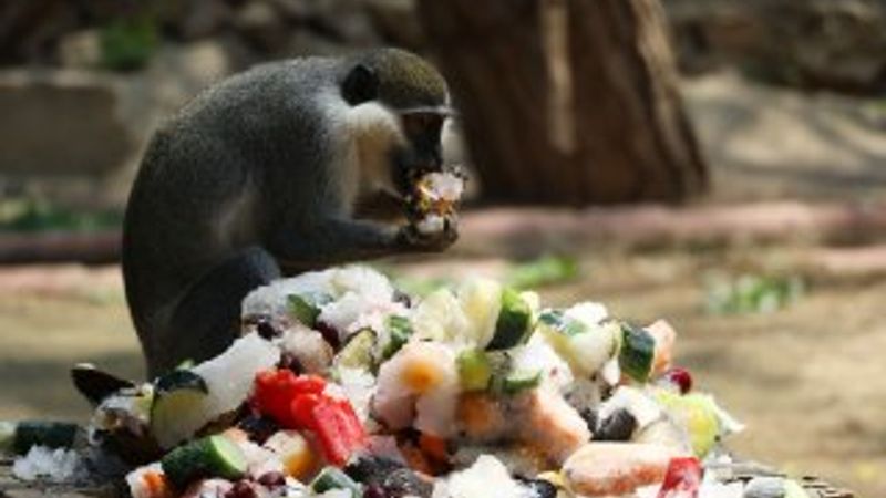 Sıcak havadan bunalan hayvanlara meyve kokteyli