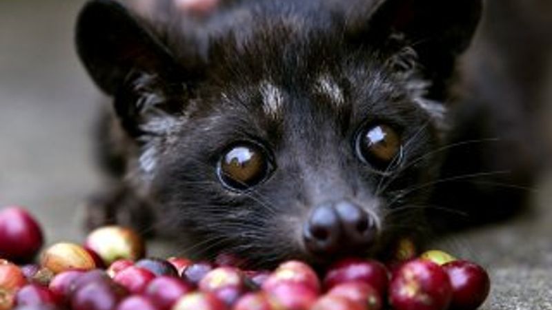 Dünyanın en pahalı kahvesi: Kopi Luwak