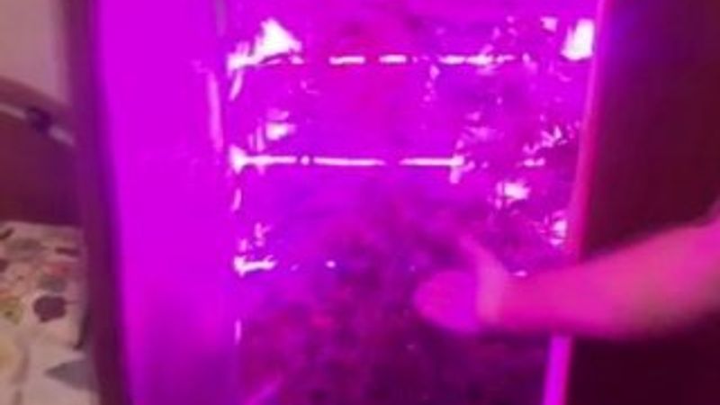 Giysi dolabından uyuşturucu serası çıktı