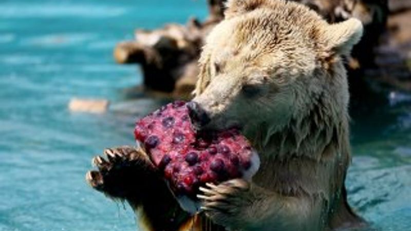 Konya hayvanat bahçesindeki ayıların kokteyl keyfi