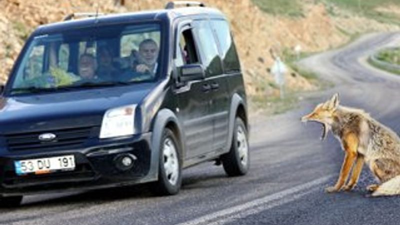 Rize'de yola inen tilkiyi sürücüler besledi
