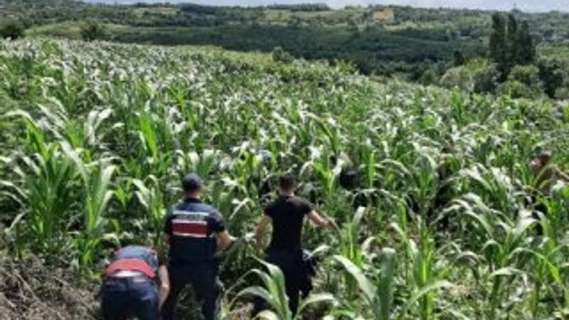 10 milyon liralık kenevir tarlasının zanlıları tutuklandı