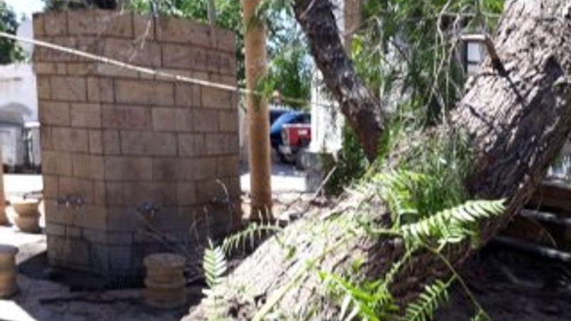 İzmir’de caminin üzerine ağaç devrildi