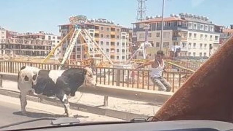 Hatay'da yola kaçan dana ortalığı birbirine kattı