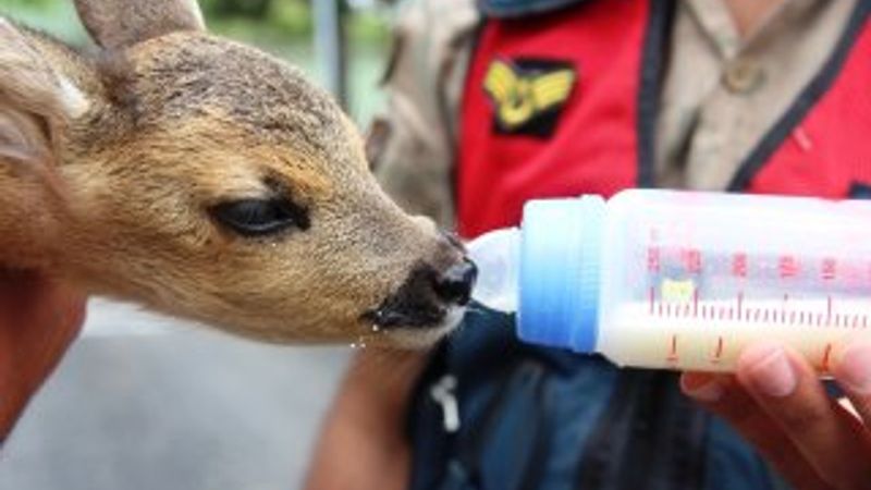 Yaralı karaca yavrusuna jandarma sahip çıktı