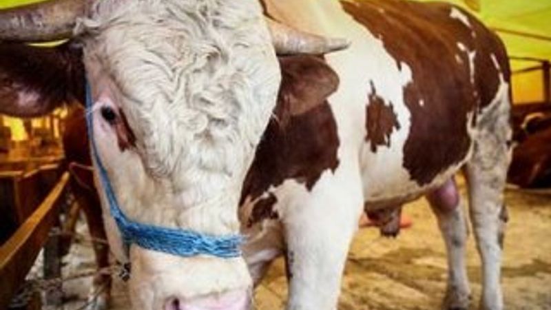 2019 kurbanlık fiyatları