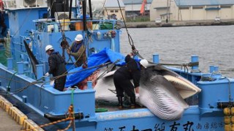 Japonya balina katliamına geri döndü