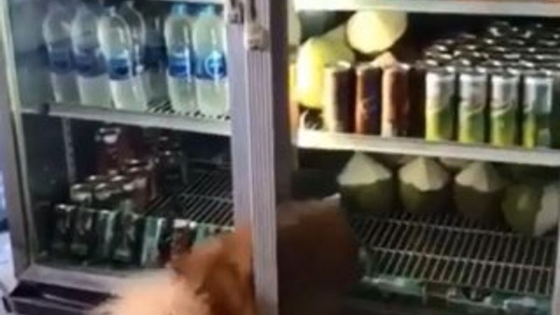 Antalya'da sıcaktan bunalan köpek dolaba girdi