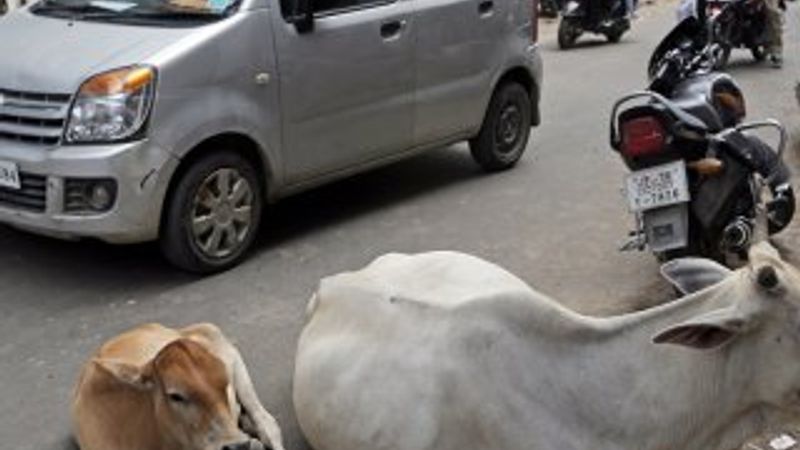 Hindistan’da topla oynayan inek gündem oldu