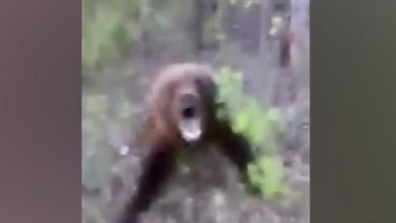 Rusya’da ayıya tekme atan adam