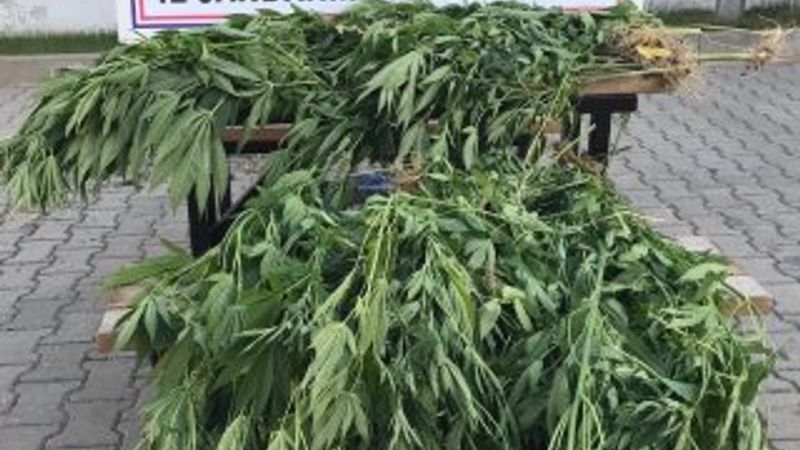 Bursa’da 660 kök kenevir yakalandı