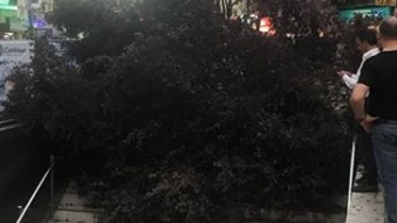 Ankara'da ağaç devrildi: 3 kişi yaralandı
