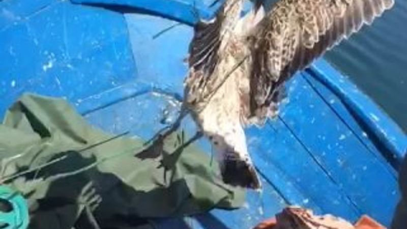 İpe dolanan martıyı balıkçılar kurtardı