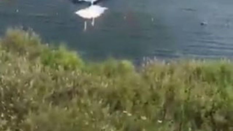 İzmir'de iyileşen leyleğin uğurlanma anı gülümsetti