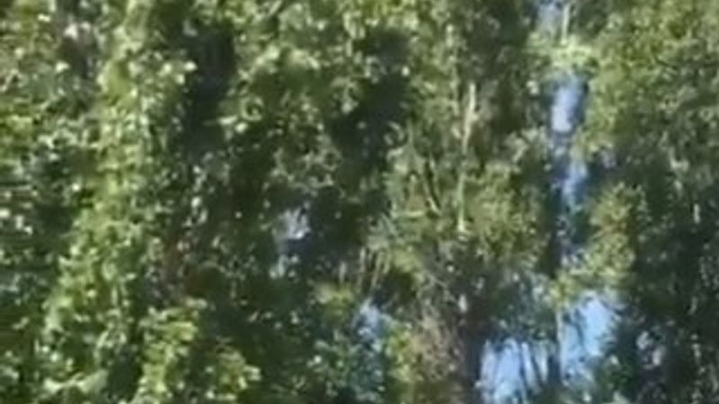 ODTÜ'de ağaç kesimi başladı