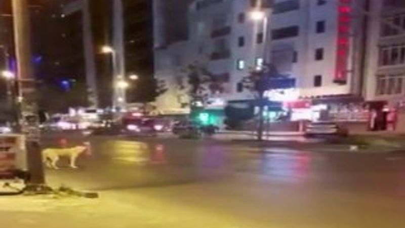 Esenyurt'ta kırmızı ışıkta bekleyen köpek