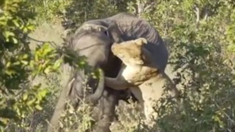 Dişi aslan yavru file saldırdı